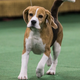 Illustration for article titled Look at This Cute Fucking Westminster Champion Beagle